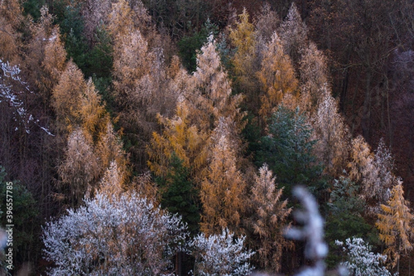 Obraz autumn forest in the mountains