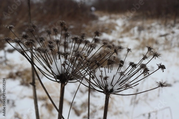 Obraz close up of a thistle