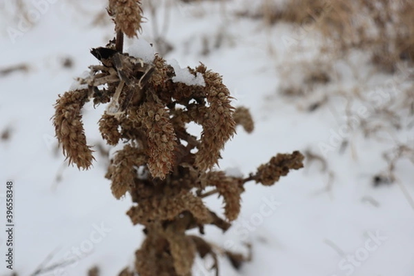 Obraz snow covered tree