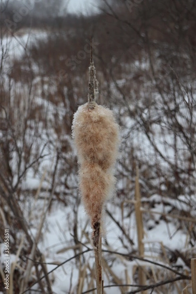 Fototapeta reeds in winter