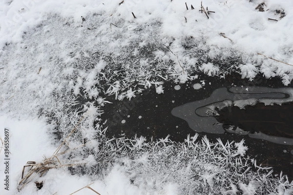 Obraz snow covered trees