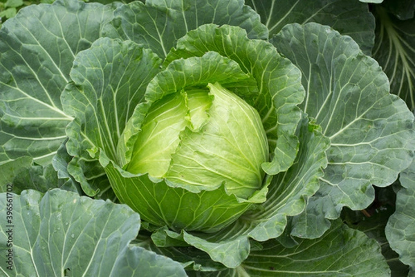 Obraz cabbage in the garden