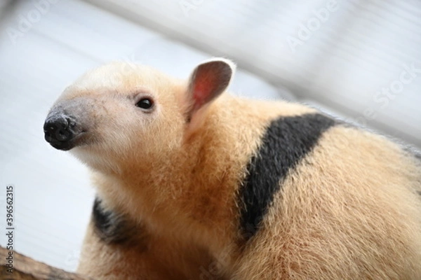 Obraz 細い木の上を器用に歩くアリクイ