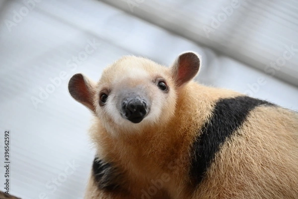 Obraz 細い木の上を器用に歩くアリクイ