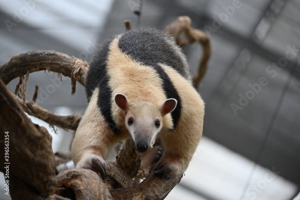 Obraz 細い木の上を器用に歩くアリクイ