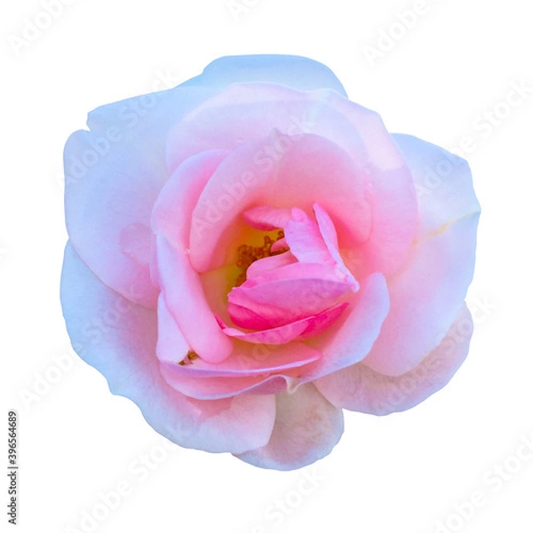 Obraz 真ん中がピンクの白いバラ（切り抜きパス有り）