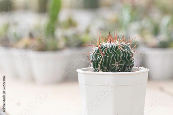 Fototapeta Soft focus of cactus in a pot.