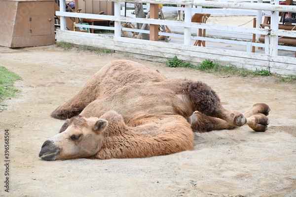 Obraz とってもリラックスして寝ているラクダ