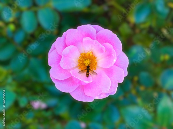 Obraz ハチとバラ