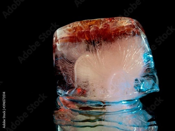 Fototapeta red delicate flower in cold ice in creative macro photography