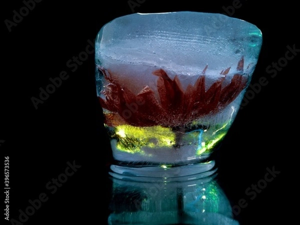 Fototapeta a flower with delicate red petals frozen in ice looks like an exotic cocktail