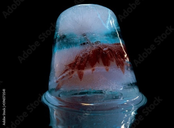 Fototapeta red flower in ice with blue backlight similar to alcoholic exotic cocktail
