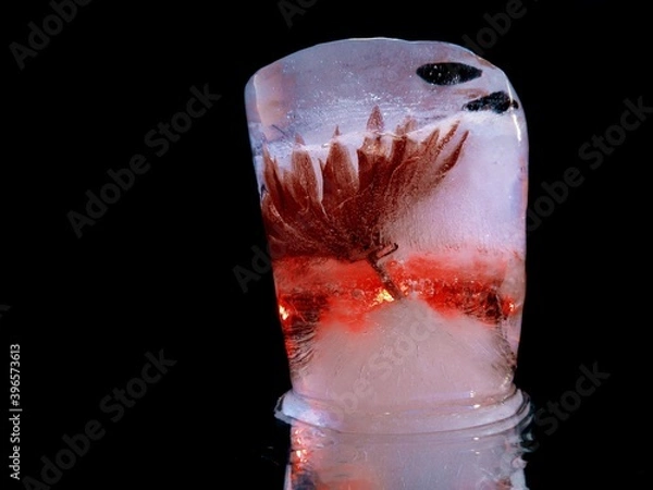 Fototapeta red flower in a block of ice in the dark in abstract macro photography