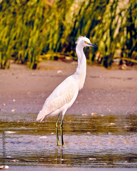 Obraz Snowy Egret
