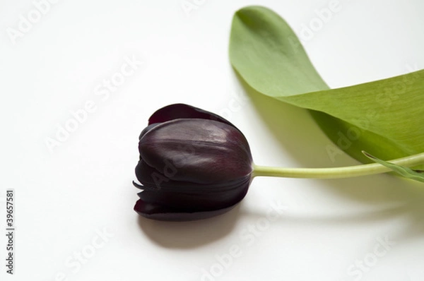 Obraz Black tulip isolated on white background