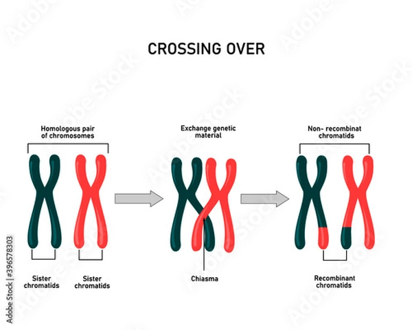 Obraz Chromosomal crossover, genetic recombination during meiosis. Exchanged of genetic material between 2 homologous chromosomes
