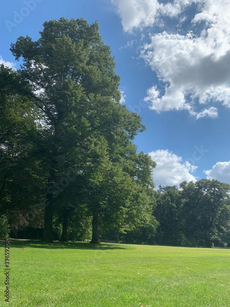 Fototapeta landscape with trees