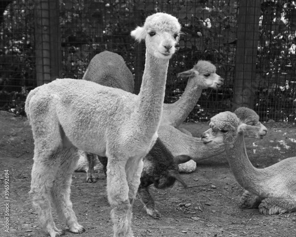 Fototapeta A very cute young alpaca stares at the camera while the group of alpacas are relaxing.