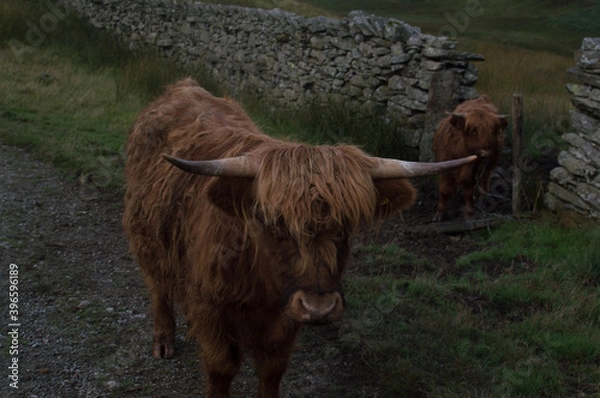 Obraz Highland Cattle close up shots.