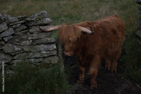 Obraz Highland Cattle close up shots.