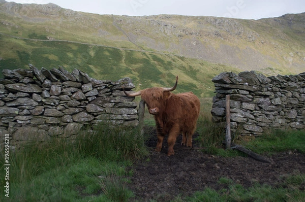 Obraz A highland cow scratches against an old stone wall.