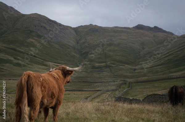 Fototapeta Highland Cattle overlooking a view of the Lake District.