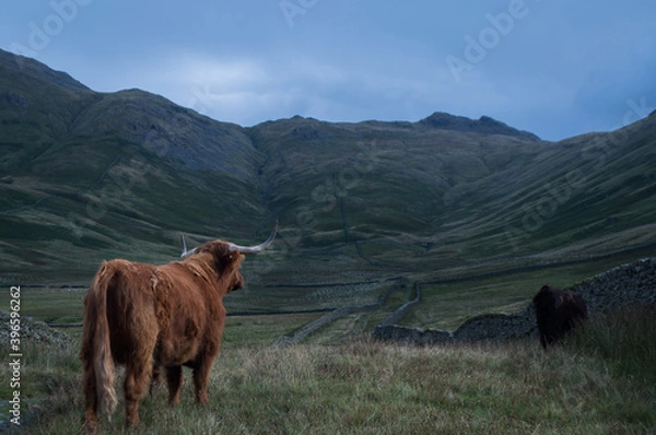 Fototapeta Highland Cattle overlooking a view of the Lake District.