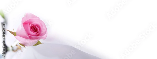 Obraz Rose flowr on white. Horizontal nature background.