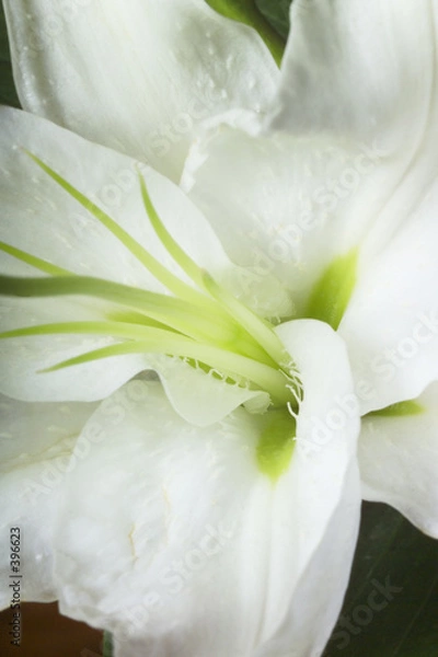 Fototapeta macro image of a lilly