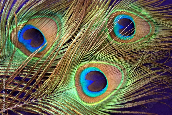 Obraz sukienka z piór