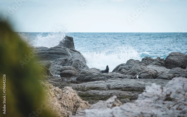 Obraz sea lion with waves crashing in the back ground