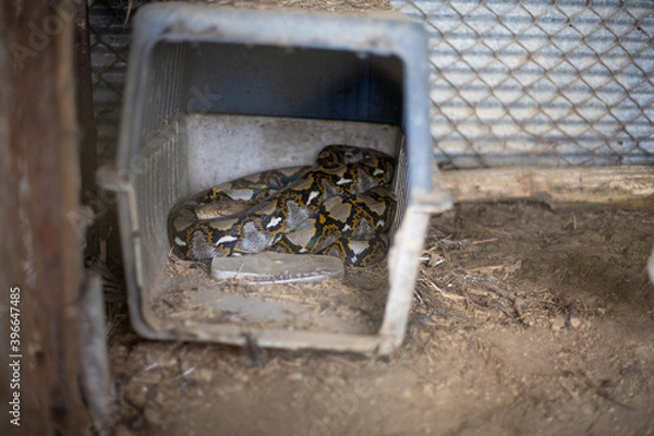 Obraz Small reticulated python (Python reticulatus) has just eaten chicken