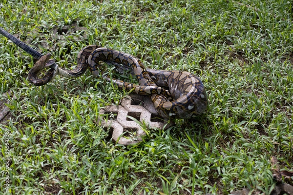 Obraz Small reticulated python (Python reticulatus) has just eaten chicken