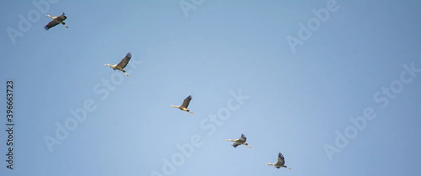 Obraz Zugvögel im Flug