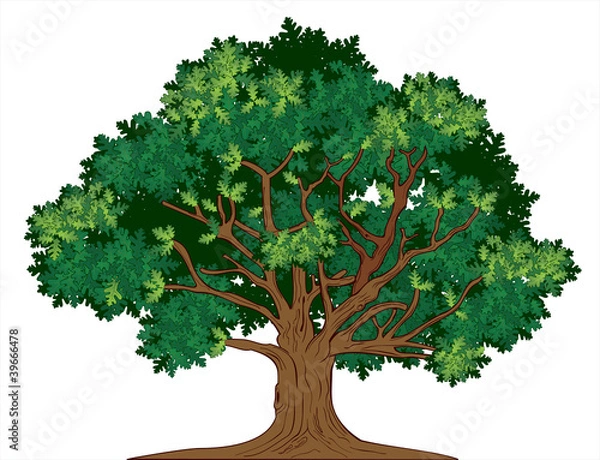 Obraz Dąb wektor