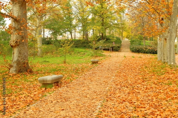 Obraz autumn leaves in the park with stone benches full of fallen leaves, red orange leaves, 