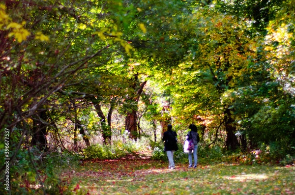 Obraz couple walking through woods