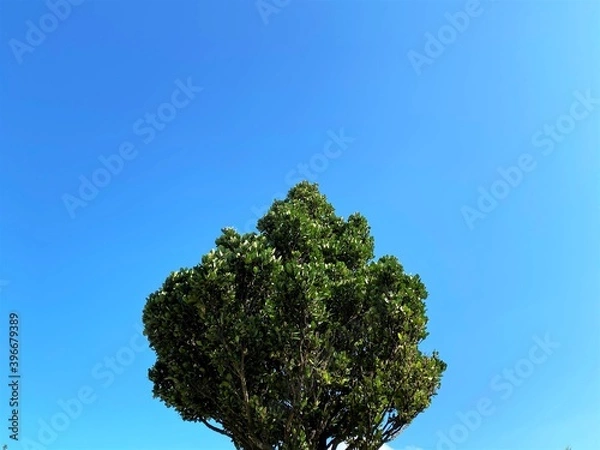 Fototapeta コバテイシ