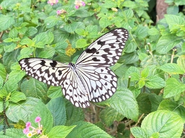 Fototapeta 沖縄の蝶：オオゴマダラ