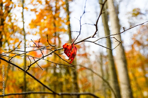 Obraz red leaf hanging on branch