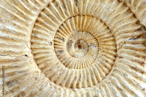 Obraz アンモナイト