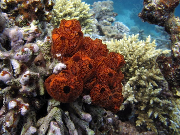 Obraz Closeup of the ascidian Botrylloides sp.