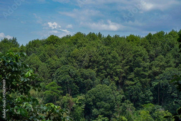 Obraz green forest in the mountains