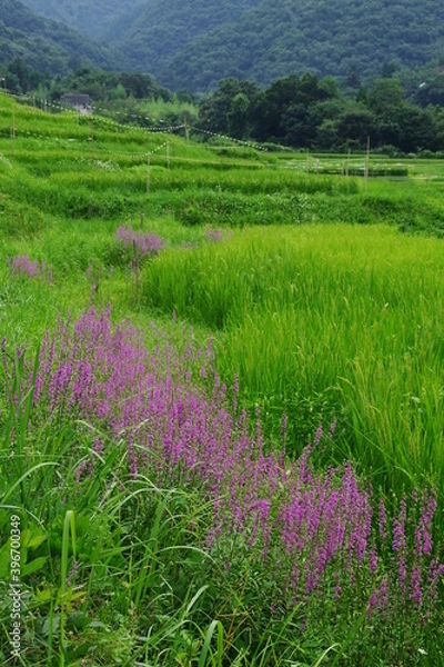 Fototapeta ミソハギの咲く棚田