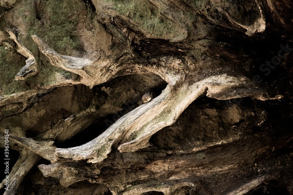 Obraz Redwood Chipmunk