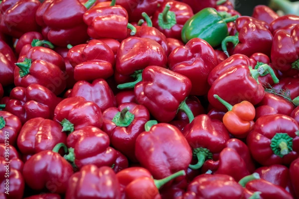 Fototapeta Background of sweet red peppers in a pile at the Mahane Yehuda market in Jerusalem