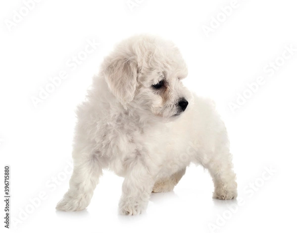 Obraz Bichon Frise in studio