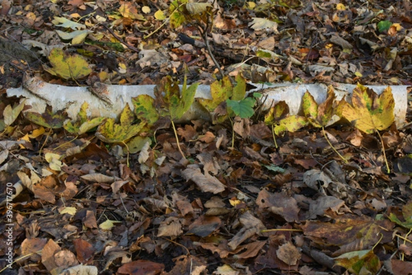 Obraz fallen autumn leaves