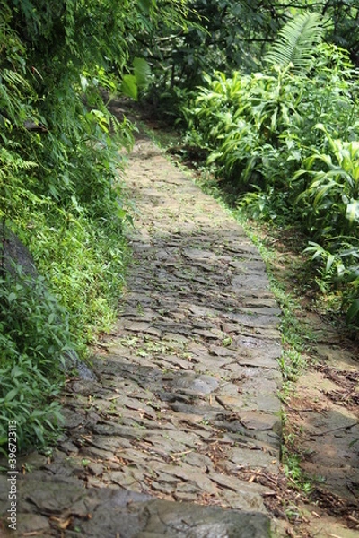 Obraz Rocky road in a forest