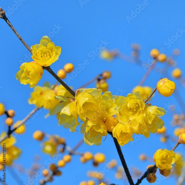 Fototapeta ロウバイの花　